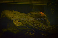 foto 5: Pseudacanthicus cf. leopardus "Rio Içana"