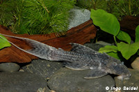 Pseudacanthicus cf. major "L 64"
