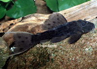 Pseudacanthicus sp. "L 96"