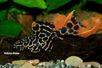 Bild 3: Pseudacanthicus cf. leopardus "L 114" / "LDA 7"