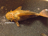 Bild 5: Pseudacanthicus spinosus