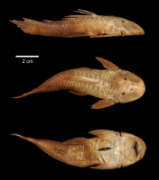 рис. 3: Pseudancistrus guentheri