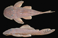 Pseudancistrus kayabi, holotype, MZUSP 116322, male 88.4 mm SL, from rio Teles Pires (Amazon basin), municipality of Itaúba, Mato Grosso State, Brazil.