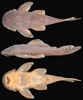 Bild 3: Pseudancistrus kayabi, holotype, MZUSP 116322, male 88.4 mm SL, from rio Teles Pires (Amazon basin), municipality of Itaúba, Mato Grosso State, Brazil.