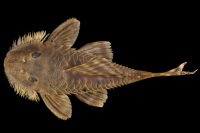 Pic. 3: Pseudancistrus kwinti, holotype, ventral