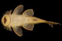 Bild 4: Pseudancistrus kwinti, holotype, dorsal