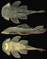рис. 3: Pseudancistrus zawadzkii, MZUSP 115056, holotype, male, 116.4 mm SL; Pará State, Tapajós river basin, Brazil