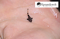 foto 7: Pseudohemiodon sp. aff. apithanos