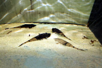 Bild 3: Pseudohemiodon apithanos