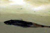 Bild 5: Pseudohemiodon apithanos