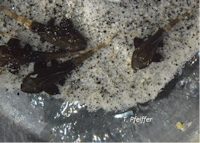 Bild 18: Pseudohemiodon apithanos - 1 Monat alt