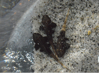 Bild 19: Pseudohemiodon apithanos - 1 Monat alt