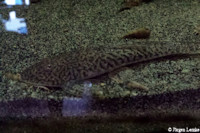 Pseudohemiodon lamina -im Aquarium