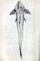 Bild 7: Pseudohemiodon lamina - Type - Dorsalansicht