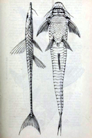 Bild 8: Pseudohemiodon lamina - Type - Lateral- und Ventralansicht
