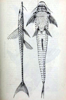 рис. 8: Pseudohemiodon lamina - Type - Lateral- und Ventralansicht