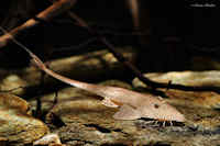 Pseudohemiodon laticeps