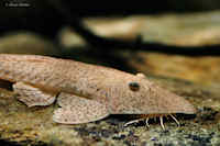 Pic. 3: Pseudohemiodon laticeps