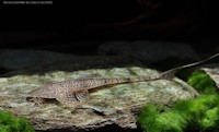 foto 3: Pseudohemiodon sp. "Peru 2"
