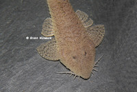 foto 7: Pseudohemiodon platycephalus