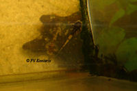 foto 12: Pseudohemiodon platycephalus