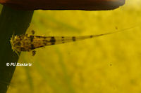 foto 13: Pseudohemiodon platycephalus