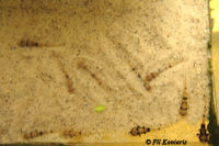 foto 15: Pseudohemiodon platycephalus