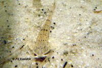 Pic. 16: Pseudohemiodon platycephalus