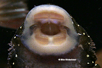 foto 147: Pseudolithoxus anthrax (L 235)