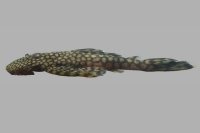 Pseudolithoxus sp. "Rio Nhamundá" juvenile ; 72.6 mm SL; INPA 43889)