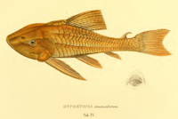 рис. 4: Pterygoplichthys etentaculatus