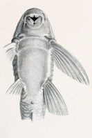 Bild 4: Isorineloricaria undecimalis - Ventralansicht