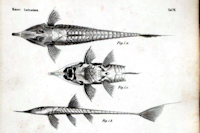 рис. 3: Reganella depressa