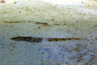 Pic. 5: Rhadinoloricaria cf. macromystax "Río Caquetá"