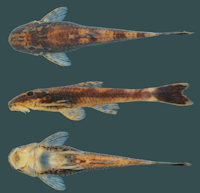 Bild 3: Rhinolekos britskii, holotype, DZSJRP 6489, 32.2 mm SL, female, tributary of the córrego Arapuca, rio Paranaíba
drainage, Bela Vista de Goiás, Goiás State, Brazil