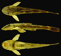 рис. 3: Rhinolekos capetinga MZUSP 116102, holotype, male, 37.5 mm SL, Goiás State, rio Tocantins basin, Brazil