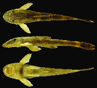 Bild 3: Rhinolekos capetinga MZUSP 116102, holotype, male, 37.5 mm SL, Goiás State, rio Tocantins basin, Brazil