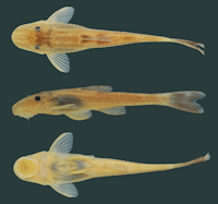 Bild 3: Rhinolekos schaeferi, holotype, MCP 26939, 35.4 mm SL, male, córrego Fazenda at Chácara Fernanda, rio Paranaíba
drainage, Alexânia, Goiás State, Brazil