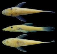 рис. 3: Rhinotocinclus dinizae, LBP 4932, 19.5 mm SL, paratype, córrego Correntes, rio Araguaia basin, Barra do Garças, Mato Grosso, Brazil