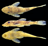 рис. 3: Rhinotocinclus discolor, holotype, MHNLS 26183, 24.4 mm SL, male, Caño Pasa, tributary of Río Sipapo, 98 km from Puerto Ayacucho airport, Amazonas, Venezuela