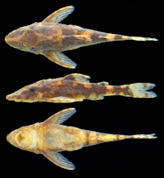 рис. 6: Live specimen of Rhinotocinclus eppleyi from lot ROM 88301, Caño Parhueña, Puerto Ayacucho, upstream of Route 12 bridge, ca. 35 km NE of Puerto Ayacucho, Amazonas, Venezuela