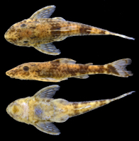 рис. 3: Rhinotocinclus kwarup, holotype, MZUSP 125830, 21.6 mm SL, female, rio Couto de Magalhães near Vila São José do Couto, Campinápolis, Mato Grosso, Brazil