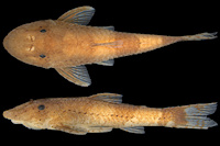 Pic. 17: Rhinotocinclus lehmanni Rhinotocinclus lehmanni