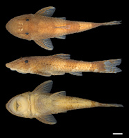 foto 3: Rhinotocinclus lehmanni, Foto: J.S. Lima Pereira & H.L. Barbosa foto 3: Rhinotocinclus lehmanni