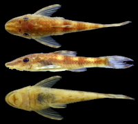 Bild 3: Rhinotocinclus marginalis, holotype, MCP 54748, 19.6 mm SL, rio Iriri at Cachoeira Grande, ca. 15 km upstream from confluence with rio Xingu, Piranhaquara, Pará, Brazil