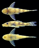 рис. 3: Rhinotocinclus pentakelis, MCP 54394, 23.4 mm SL, female, rio Palma at Lavandeira, rio Tocantins basin, Tocantins, Brazil