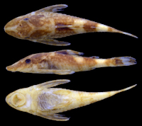 рис. 3: Rhinotocinclus polyochrus, holotype, AMNH 74482, 27.6 mm SL, female, creek tributary to Río Mawarinuma at Neblina base camp, Amazonas, Venezuela