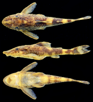 рис. 3: Rhinotocinclus yaka, holotype, MZUSP 123655, 29.4 mm SL, female, igarapé Açaí near São Pedro Village, rio Tiquié basin, Amazonas, Brazil