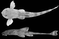 Rineloricaria anitae sp. nov. holótipo MCP 19685, , 106,3 mm CP, rio Canoas entre Vargem Grande e São José do Cerrito, Campos Novos (27º33