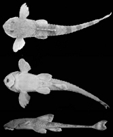 Bild 3: Rineloricaria anitae sp. nov. holótipo MCP 19685, , 106,3 mm CP, rio Canoas entre Vargem Grande e São José do Cerrito, Campos Novos (27º33
